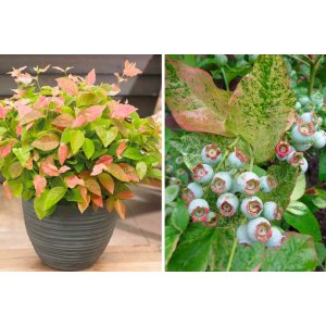 Čučoriedka kanadská zakrslá (Vaccinium corymbosum) ´FLAMINGO®´ - stredne skorá, výška 20-30 cm, kont. P9